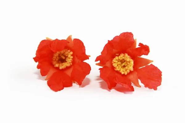 Small red natural pomegranate flowers on white background — Stock Photo, Image