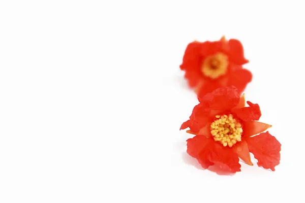 Kleine rote natürliche Granatapfelblüten auf weißem Hintergrund — Stockfoto