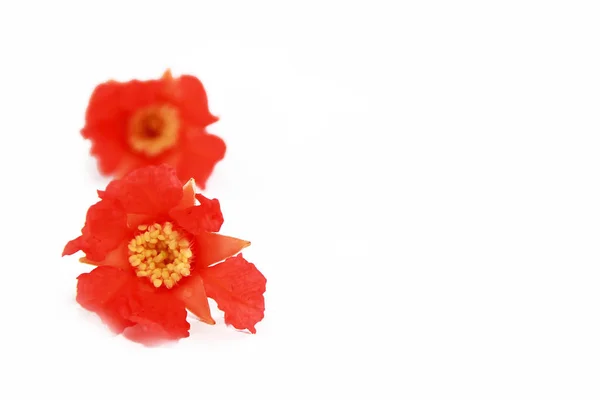 Kleine rote natürliche Granatapfelblüten auf weißem Hintergrund — Stockfoto