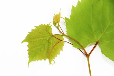 beyaz arka plan üzerinde doğal yeşil sonbahar üzüm yaprakları