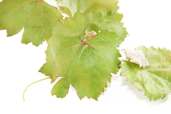 Hojas de uva verde natural de otoño sobre fondo blanco —  Fotos de Stock