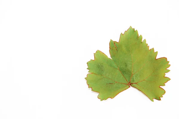 Naturliga gröna höst druva blad på vit bakgrund — Stockfoto