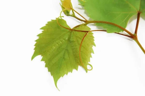 Hojas de uva verde natural de otoño sobre fondo blanco —  Fotos de Stock