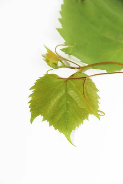 Folhas de uva de outono verde natural no fundo branco — Fotografia de Stock