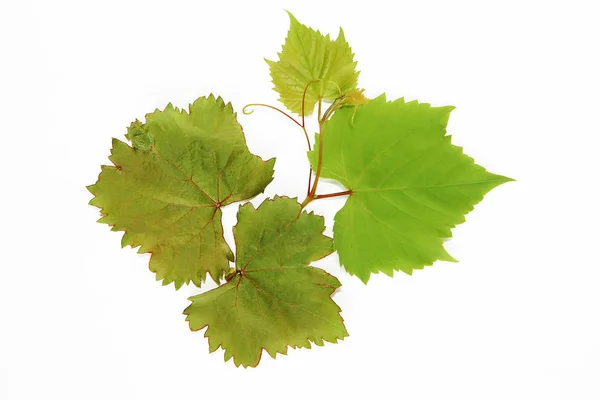 Természetes zöld őszi szőlő levelei fehér alapon — Stock Fotó