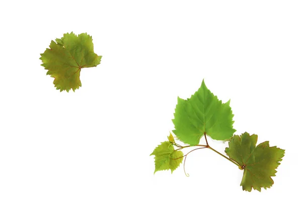 Hojas de uva verde natural de otoño sobre fondo blanco —  Fotos de Stock