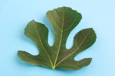 mavi bir arka plan üzerinde damarlar ile yeşil doğal palmiye ağacı yaprakları