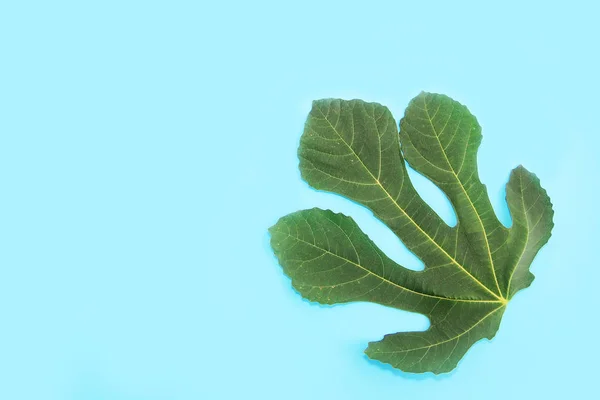 Folhas de palmeira naturais verdes com veias em um fundo azul — Fotografia de Stock