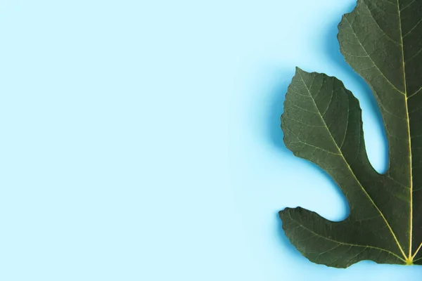 Folhas de palmeira naturais verdes com veias em um fundo azul — Fotografia de Stock