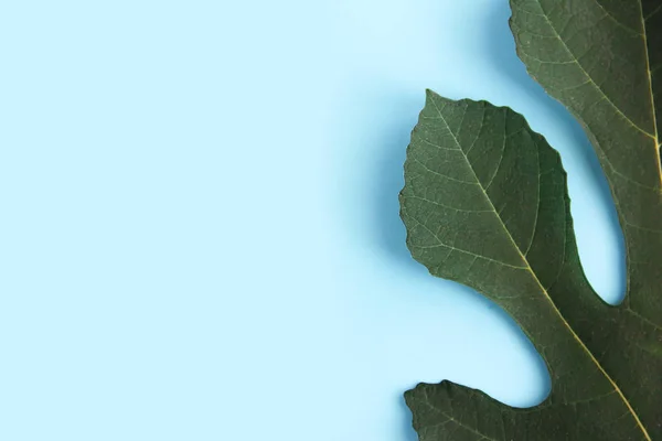 Πράσινο φυσικό φοίνικες φύλλα με φλέβες σε μπλε φόντο — Φωτογραφία Αρχείου