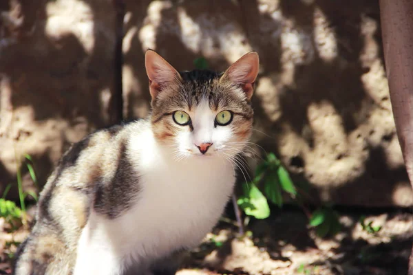 여러 가지 색깔의 양모를 가진 고양이는 벽의 배경에 잔디에 앉아 — 스톡 사진