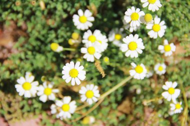 beyaz doğal papatya yaz aylarında yeşil yaprakları ile bir çiçek
