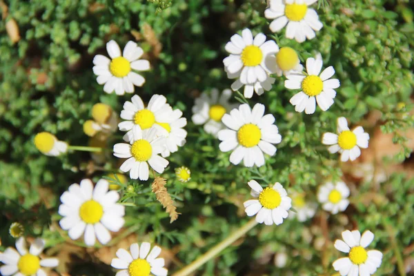 White natural daisy a flowers with green leaves in summer — Stock Photo, Image