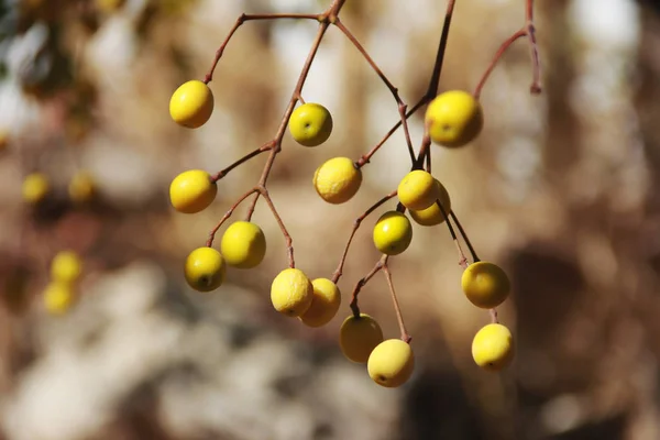 Bagas de outono naturais amarelas mar buckthorn, cinza de montanha, physalis em um ramo — Fotografia de Stock