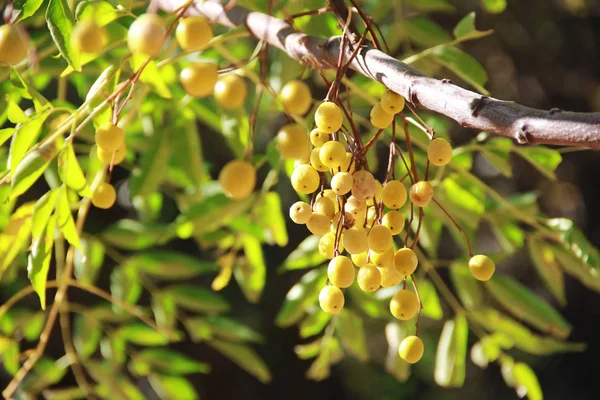 Bagas de outono naturais amarelas mar buckthorn, cinza de montanha, physalis em um ramo — Fotografia de Stock