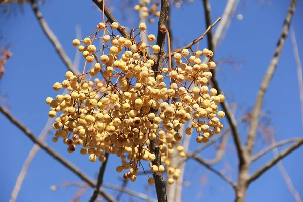 Gelbe natürliche Herbstbeeren Sanddorn, Eberesche, Physalis auf einem Zweig — Stockfoto