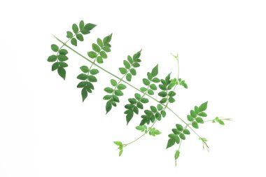 beyaz bir arka plan üzerinde akasya doğal küçük yeşil yaprakları