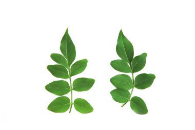 beyaz bir arka plan üzerinde akasya doğal küçük yeşil yaprakları