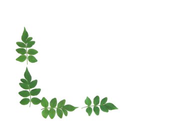 beyaz bir arka plan üzerinde akasya doğal küçük yeşil yaprakları