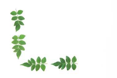 beyaz bir arka plan üzerinde akasya doğal küçük yeşil yaprakları