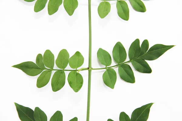 Φυσικά μικρά πράσινα φύλλα ακακίας σε λευκό φόντο — Φωτογραφία Αρχείου