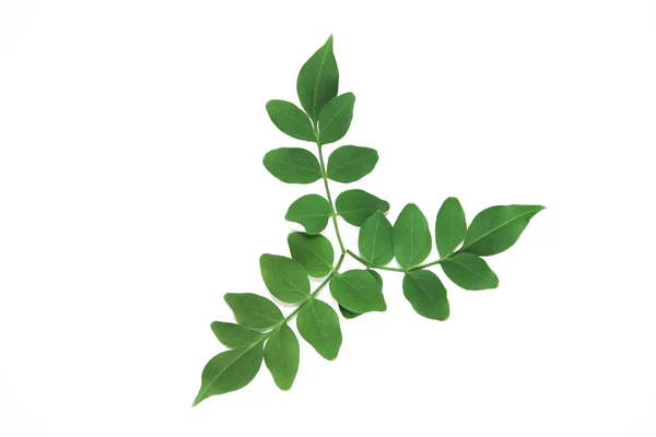 Beyaz bir arka plan üzerinde akasya doğal küçük yeşil yaprakları — Stok fotoğraf