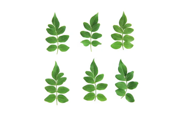 Pequenas folhas verdes naturais de acácia em um fundo branco — Fotografia de Stock