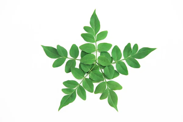 Pequenas folhas verdes naturais de acácia em um fundo branco — Fotografia de Stock