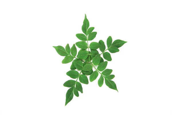 Petites feuilles vertes naturelles d'acacia sur fond blanc — Photo