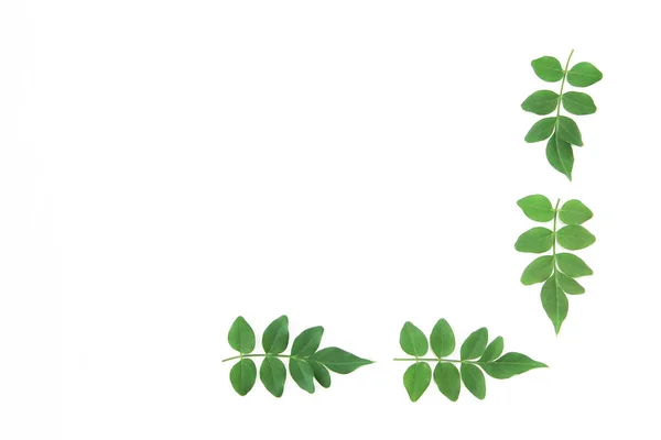 Naturalne małe zielone liście akacji na białym tle — Zdjęcie stockowe
