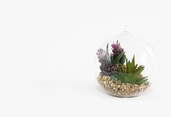 beyaz arka plan üzerinde tasarım için yeşil bitki ve taşlar ile cam yuvarlak florarium