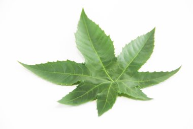 beyaz bir arka plan üzerinde damarlar ile doğal yeşil yaprak çınar ağacı