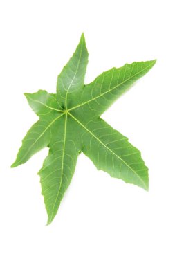 beyaz bir arka plan üzerinde damarlar ile doğal yeşil yaprak çınar ağacı