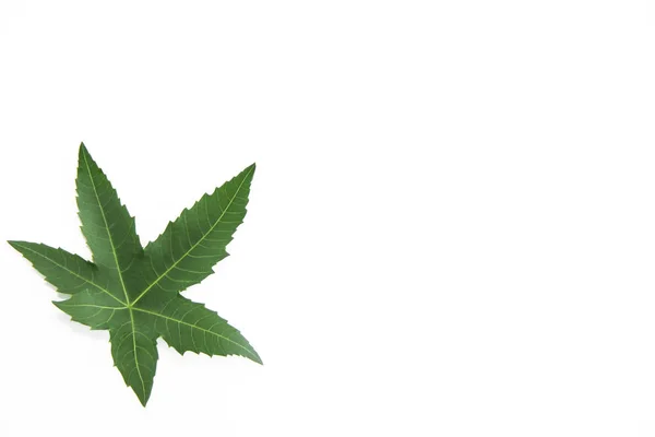 Натуральный зеленый лист плоскости дерева с венами на белом фоне — стоковое фото