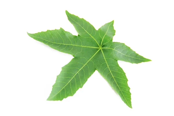 Φυσικό πράσινο φύλλο δέντρο αεροπλάνο με φλέβες σε λευκό φόντο — Φωτογραφία Αρχείου