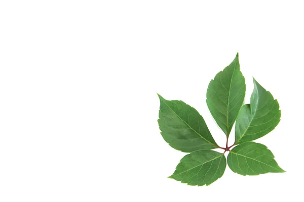 Hojas de castaño verde natural con venas sobre un fondo blanco — Foto de Stock