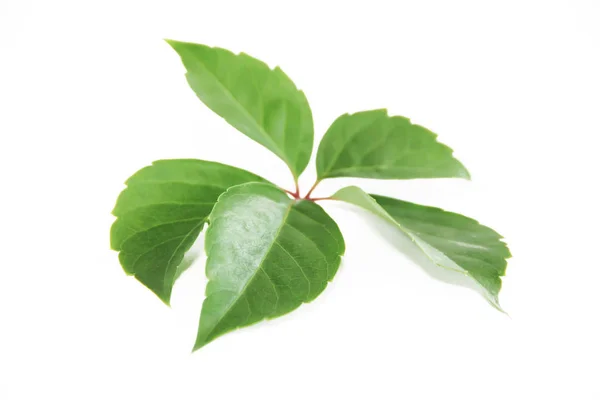 Φυσική πράσινη Καστανιά φύλλα με φλέβες σε λευκό φόντο — Φωτογραφία Αρχείου