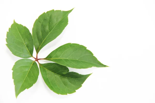 Φυσική πράσινη Καστανιά φύλλα με φλέβες σε λευκό φόντο — Φωτογραφία Αρχείου