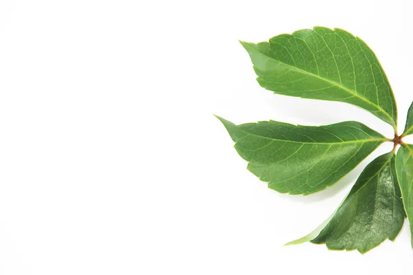 Folhas de castanha verde natural com veias em um fundo branco — Fotografia de Stock