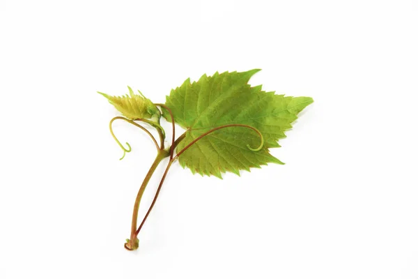 Hojas de uva verde natural con venas sobre un fondo blanco —  Fotos de Stock
