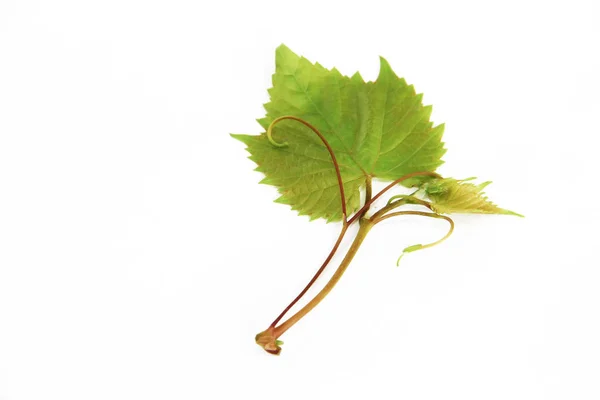 Hojas de uva verde natural con venas sobre un fondo blanco —  Fotos de Stock