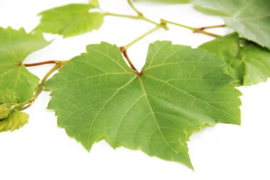 beyaz bir arka plan üzerinde damarlar ile doğal yeşil üzüm yaprakları