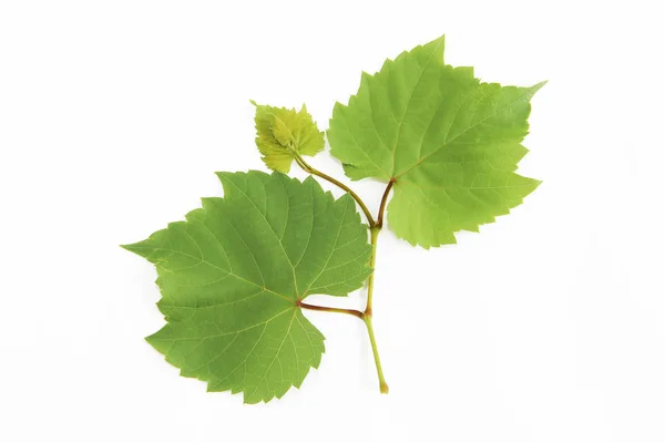 Hojas de uva verde natural con venas sobre un fondo blanco —  Fotos de Stock