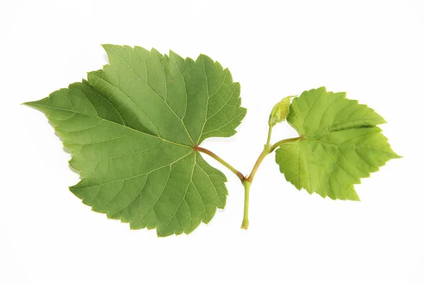 Hojas de uva verde natural con venas sobre un fondo blanco —  Fotos de Stock