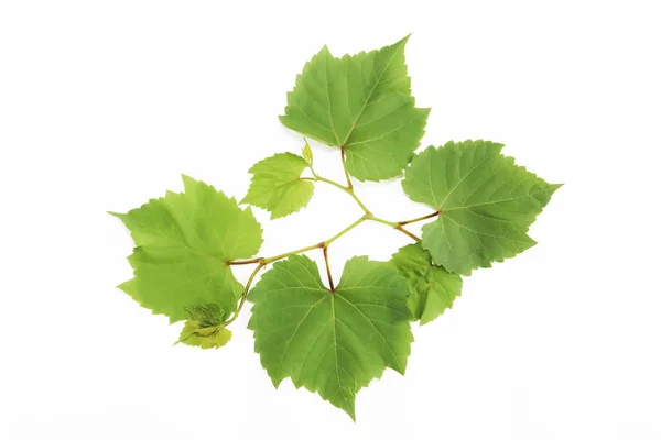 Hojas de uva verde natural con venas sobre un fondo blanco —  Fotos de Stock