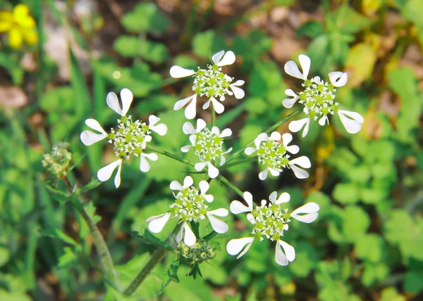 Λευκά μικρά φθινοπωρινά λουλούδια άνοιξη σε πράσινα φύλλα — Φωτογραφία Αρχείου