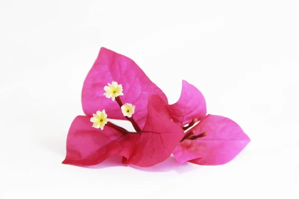 Flores de buganvillas rosadas naturales con pétalos y estambres sobre un fondo blanco — Foto de Stock