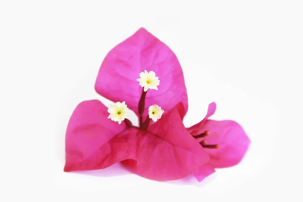 Flores bougainvillea rosa natural com pétalas e estames em um fundo branco — Fotografia de Stock