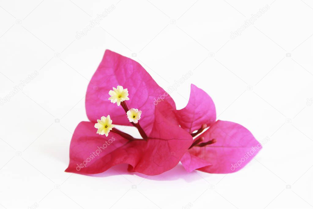 natural pink bougainvillea flowers with petals and stamens on a white background