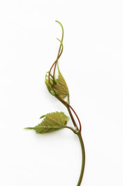 damarlar ve asma ile doğal yeşil üzüm yaprakları